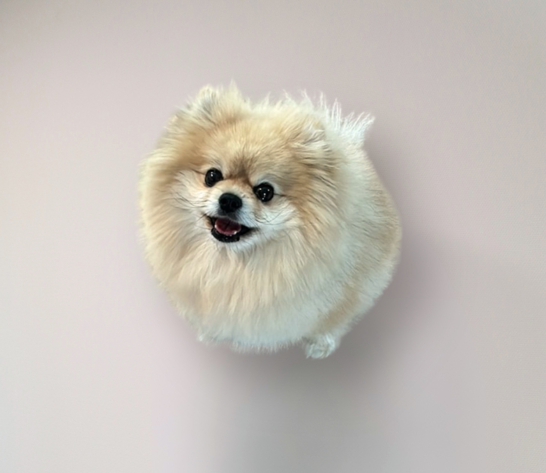 Kantoorhond Evy Cookie Consultant We'R Media